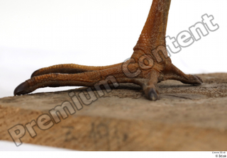 Black stork foot 0018.jpg